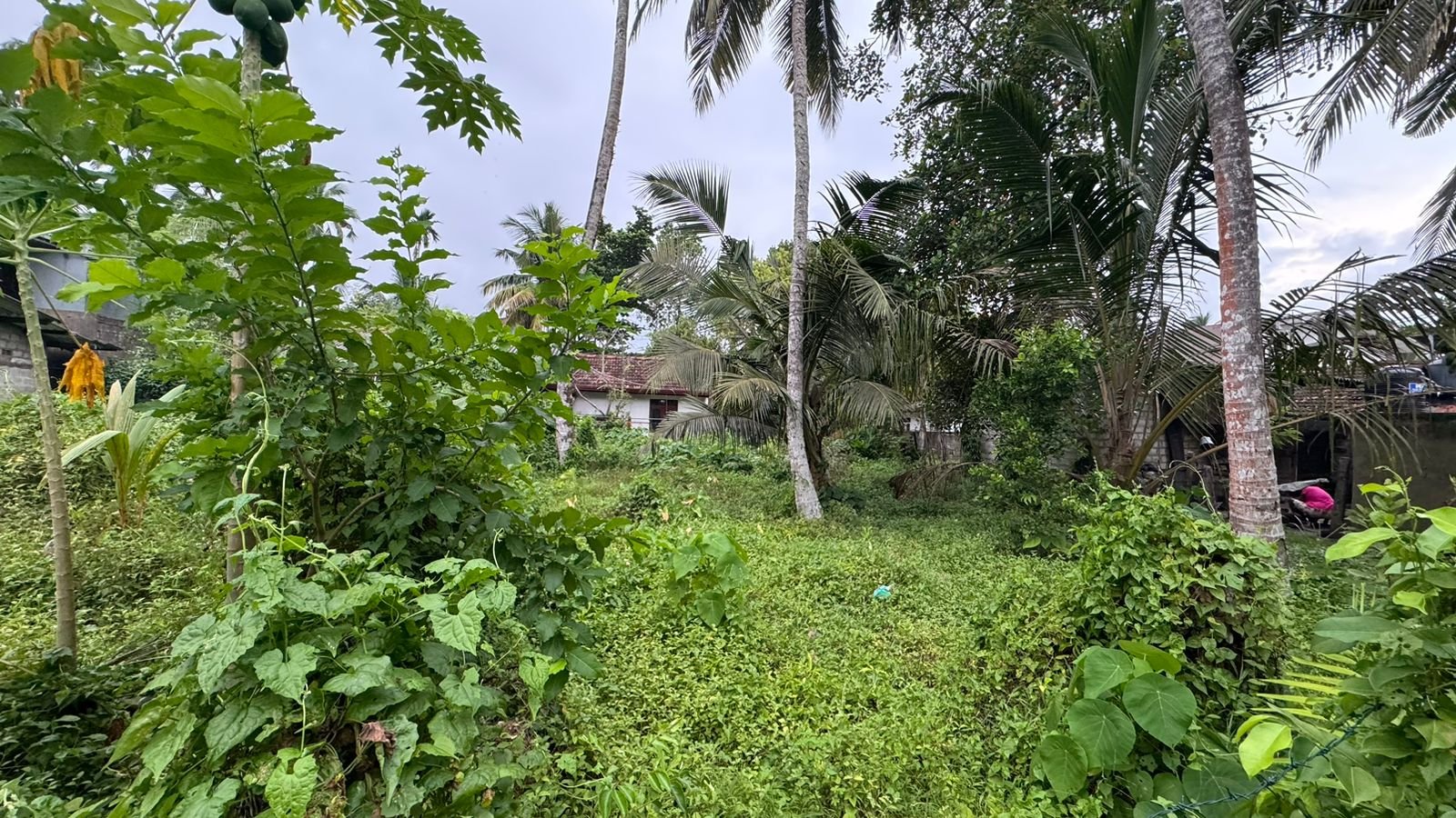 Land for Sale in Wadduwa | වාද්දුවෙන් ඉඩමක් විකිණීමට - Image 2