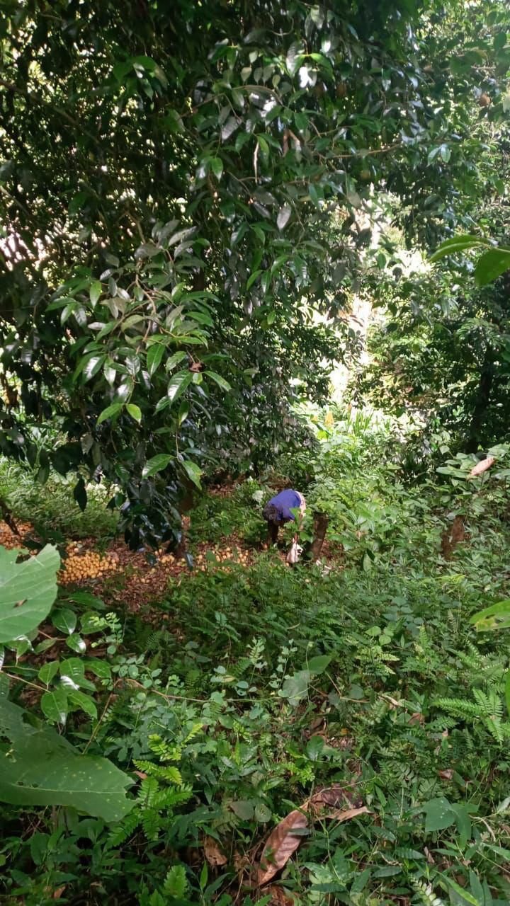 Agricultural Land for Sale in Kandy | මහනුවර ගොවිතැන සඳහා ඉඩමක් විකිණීමට - Image 3