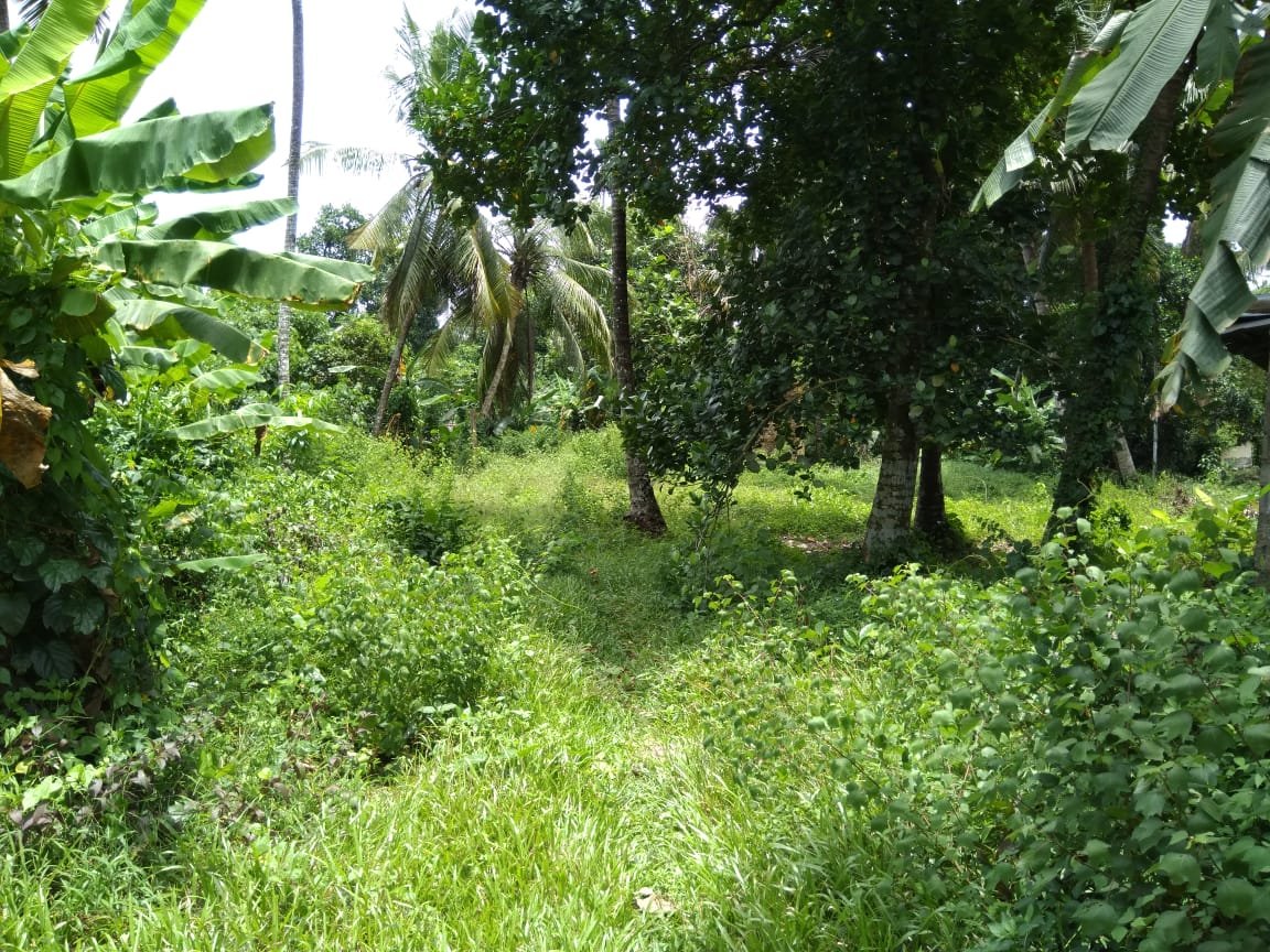 Land for Sale in Gampaha | ගම්පහ ඉඩමක් විකිණීමට - Image 3