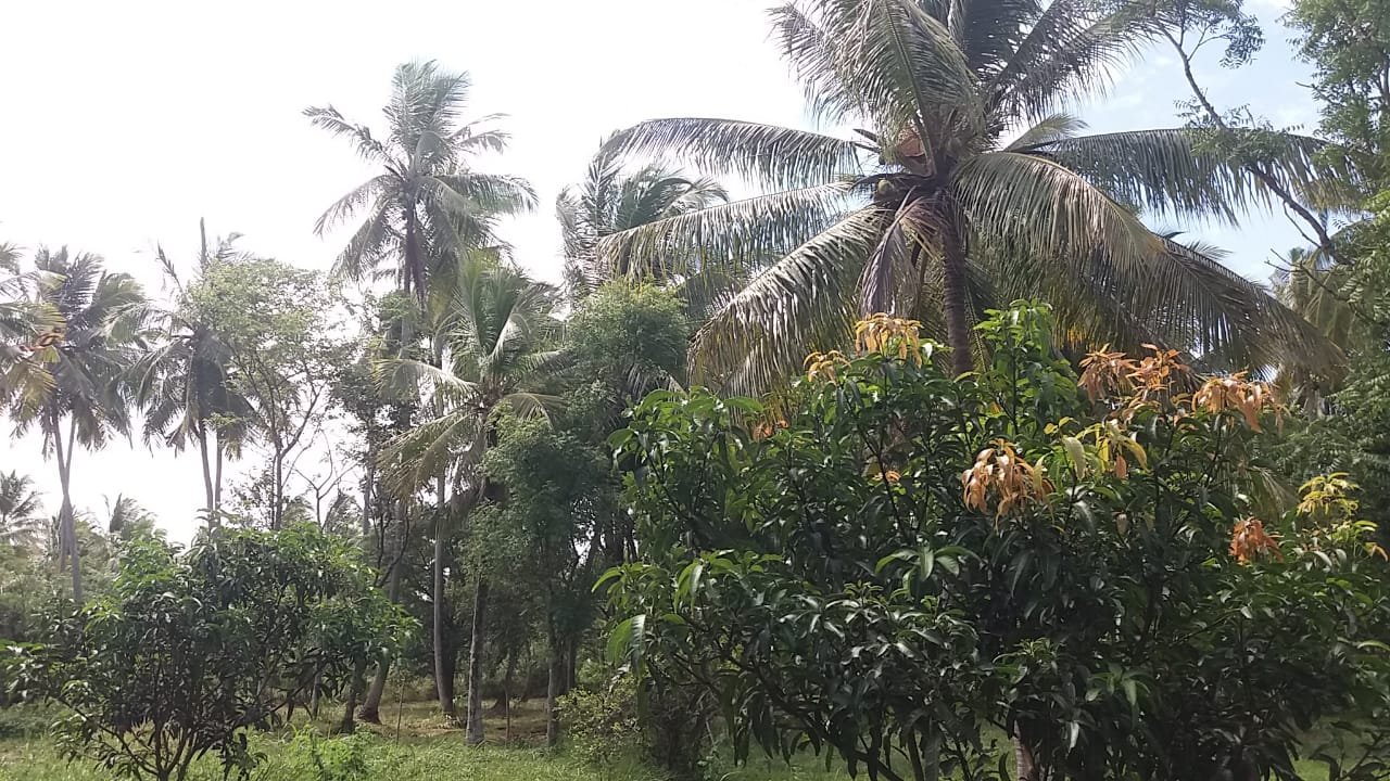 House and Land for Sale in Kurunegala | කුරුණෑගල නිවස සහ ඉඩම විකිණීමට - Image 3