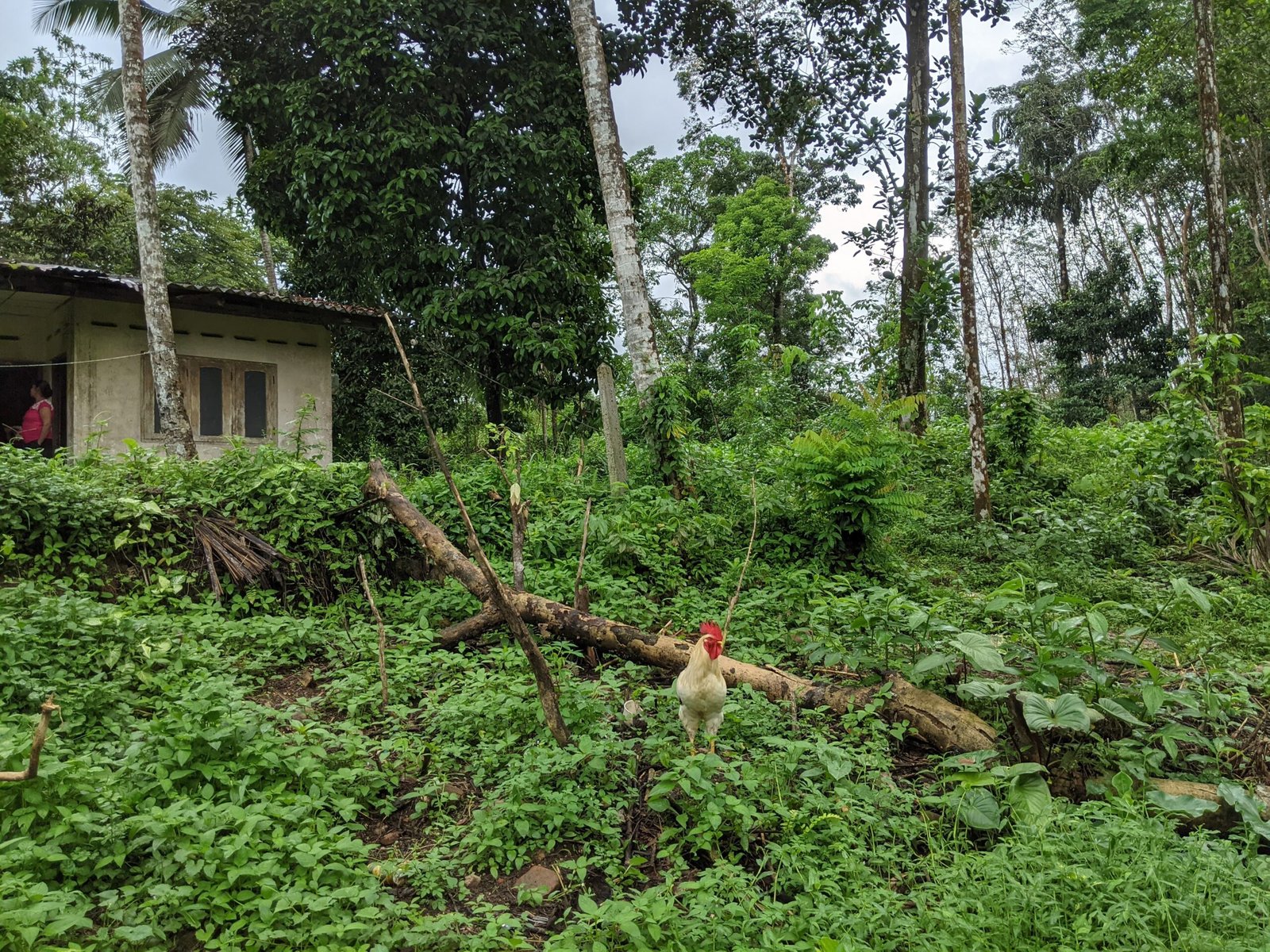 House with Land for Sale in Ehaliyagoda Panawala | ඇහැලියගොඩ පනාවල නිවස සහ ඉඩම විකිණීමට - Image 2