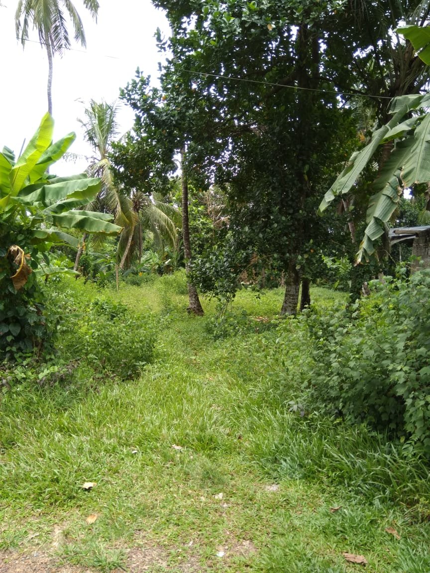 Land for Sale in Gampaha | ගම්පහ ඉඩමක් විකිණීමට - Image 4