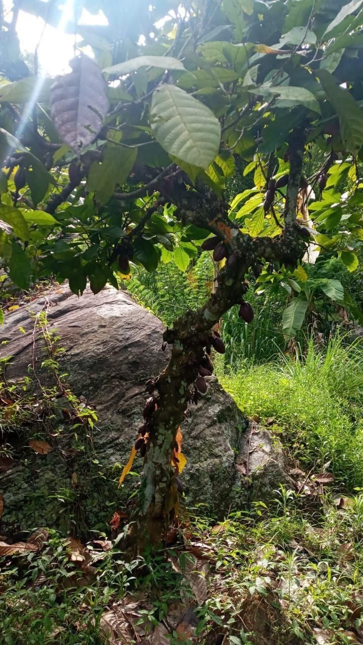 Agricultural Land for Sale in Kandy | මහනුවර ගොවිතැන සඳහා ඉඩමක් විකිණීමට - Image 5