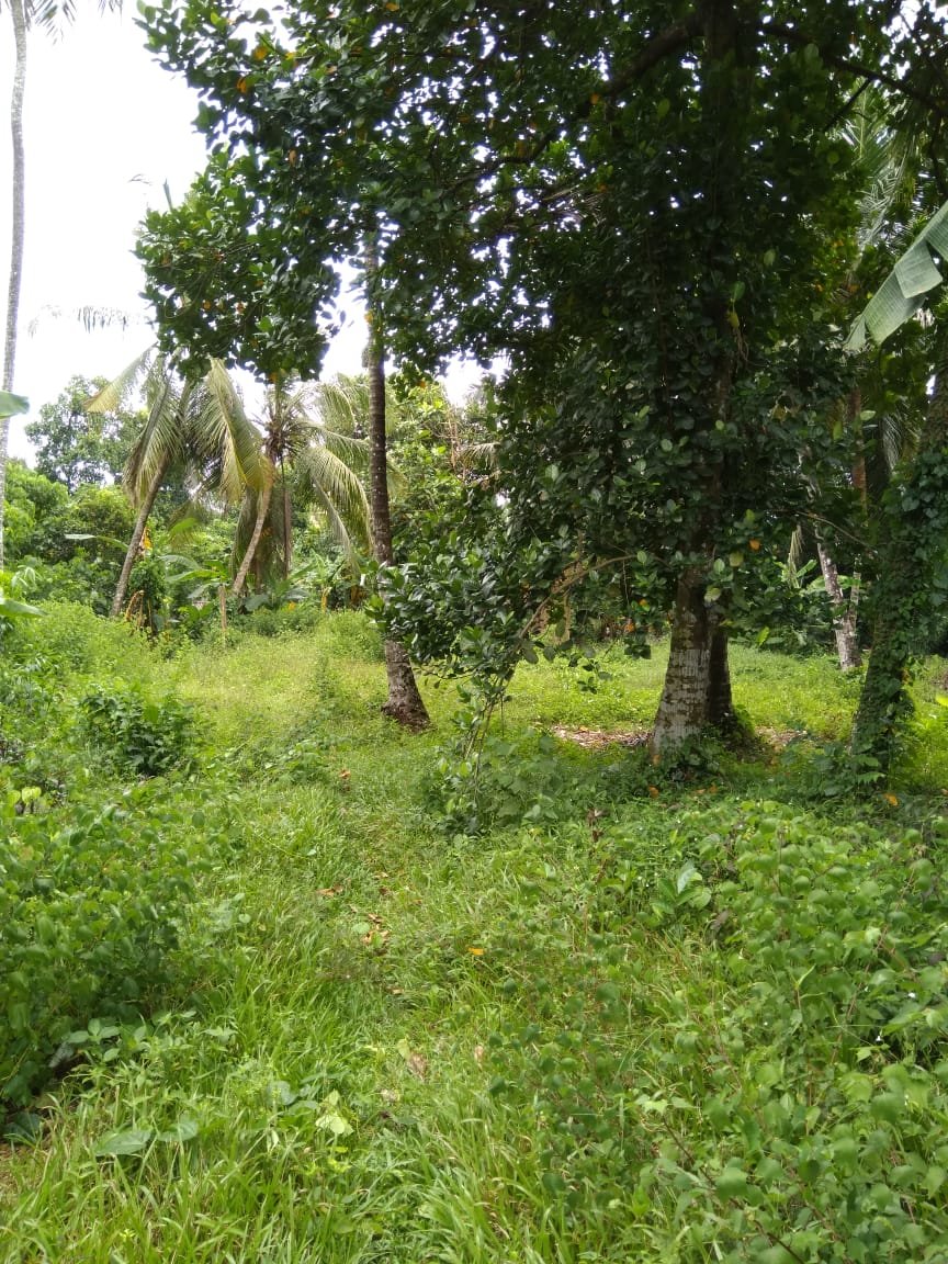 Land for Sale in Gampaha | ගම්පහ ඉඩමක් විකිණීමට - Image 5