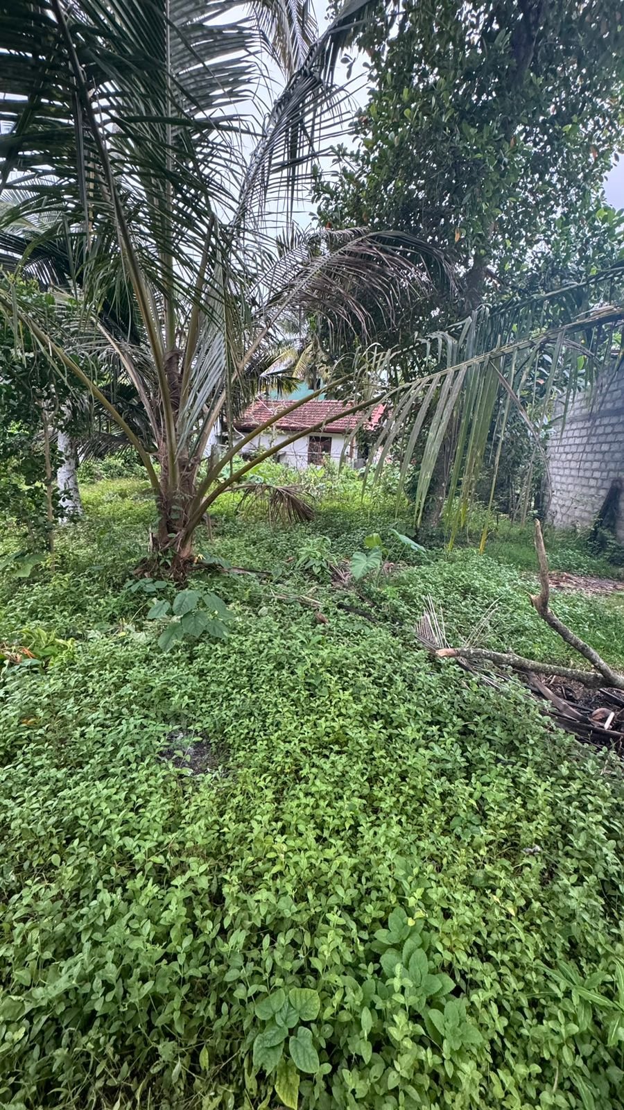 Land for Sale in Wadduwa | වාද්දුවෙන් ඉඩමක් විකිණීමට - Image 6