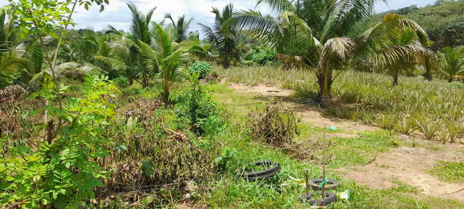 Hanwella Land for sale | හංවැල්ලෙන් වටිනා ඉඩමක් - Image 5