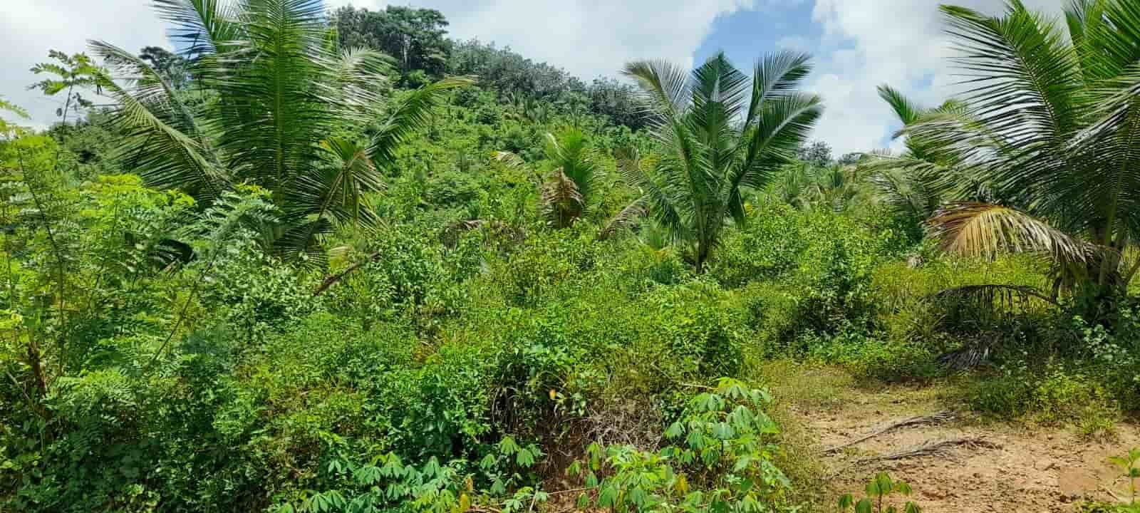 Hanwella Land for sale | හංවැල්ලෙන් වටිනා ඉඩමක් - Image 6