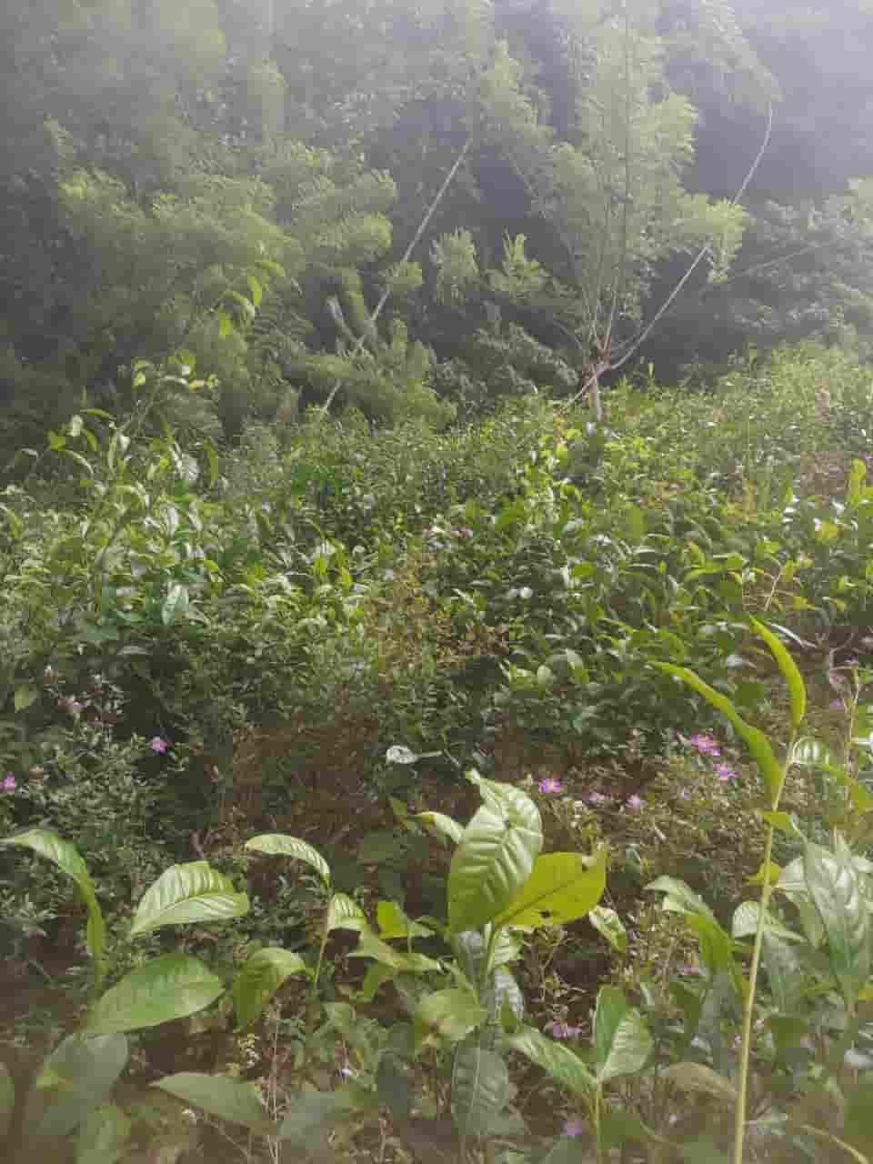 Ratnapura Tea estate for sale at fivestar.lk