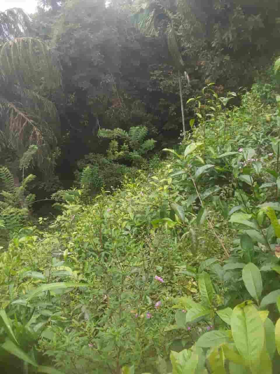 Ratnapura Tea estate for sale at fivestar.lk