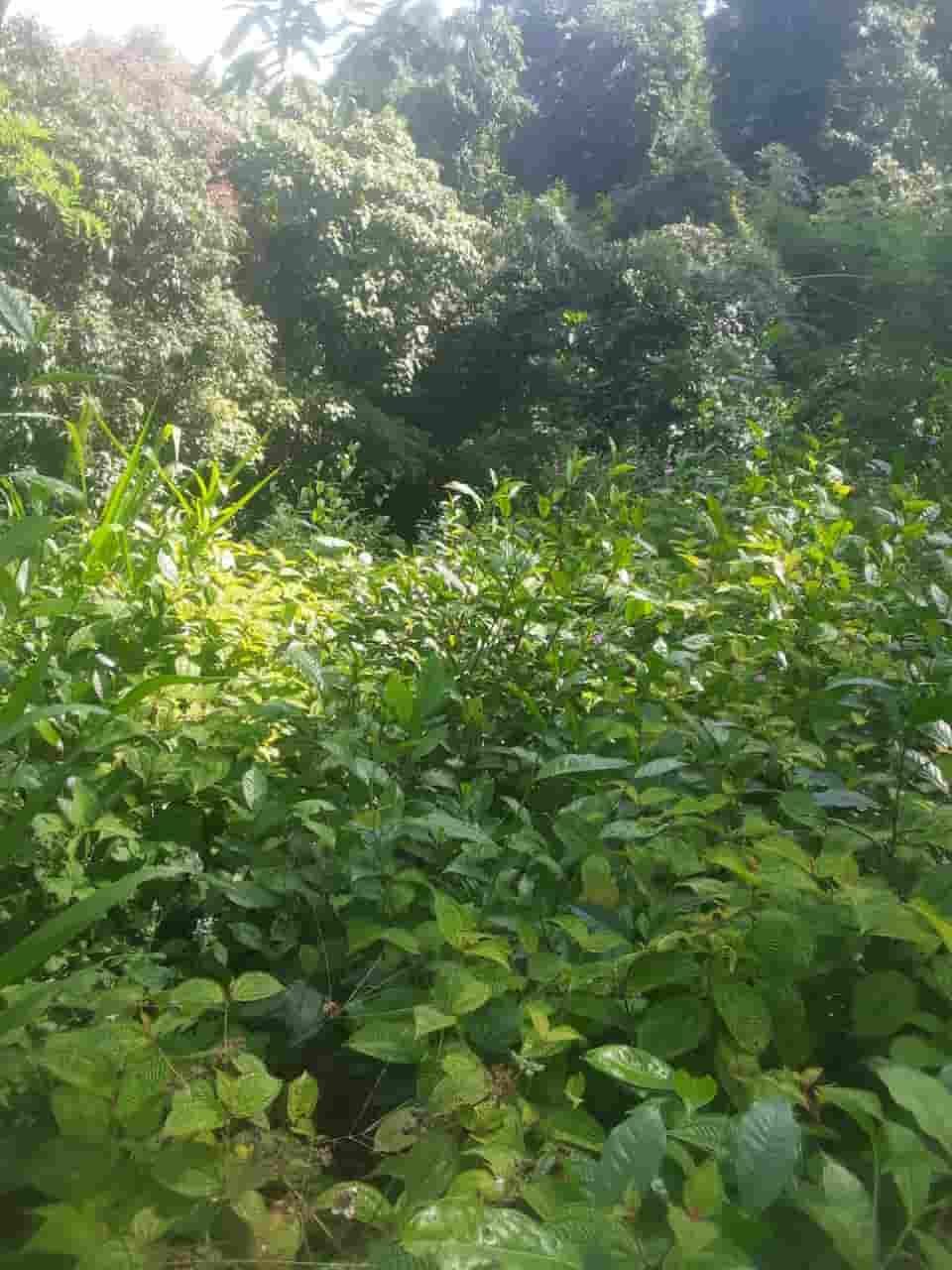 Ratnapura Tea estate for sale at fivestar.lk