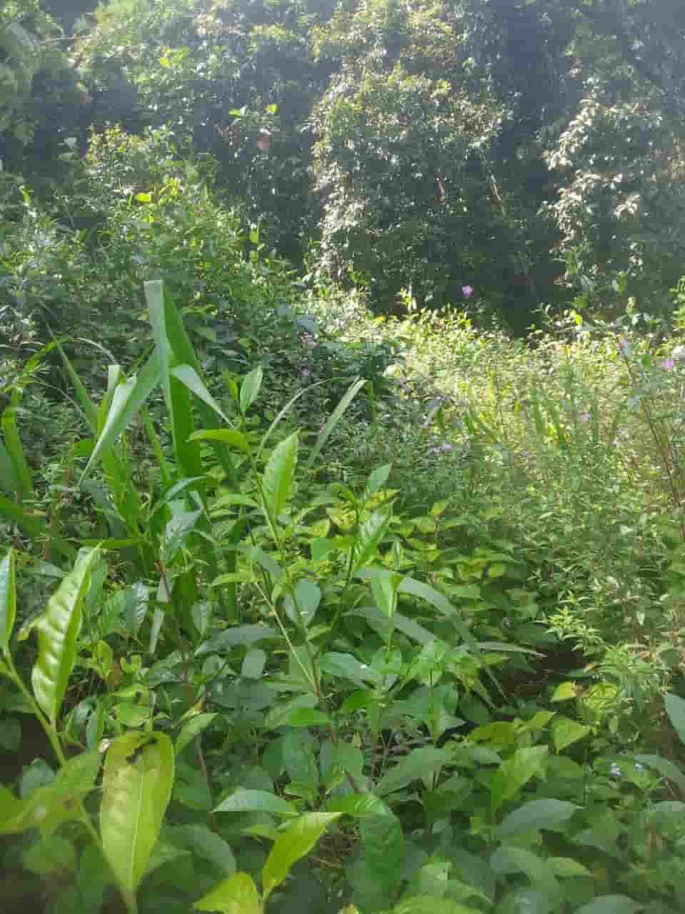 Ratnapura Tea estate for sale at fivestar.lk