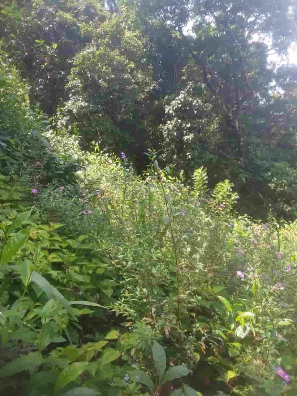 Ratnapura Tea estate for sale at fivestar.lk