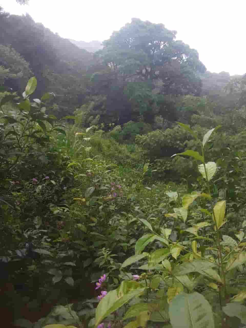 Ratnapura Tea estate for sale at fivestar.lk