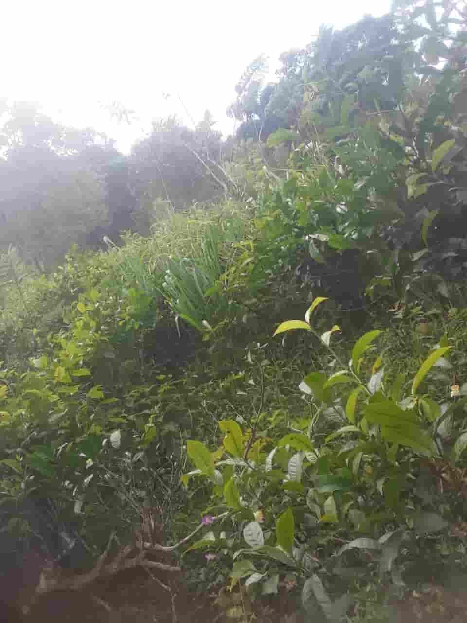 Ratnapura Tea estate for sale at fivestar.lk