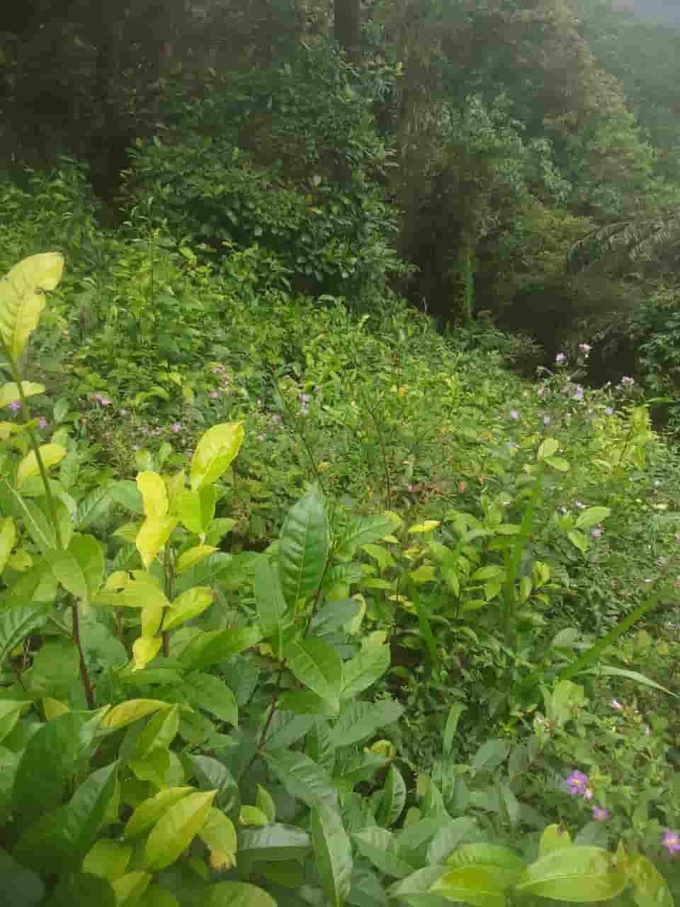 Ratnapura Tea estate for sale at fivestar.lk