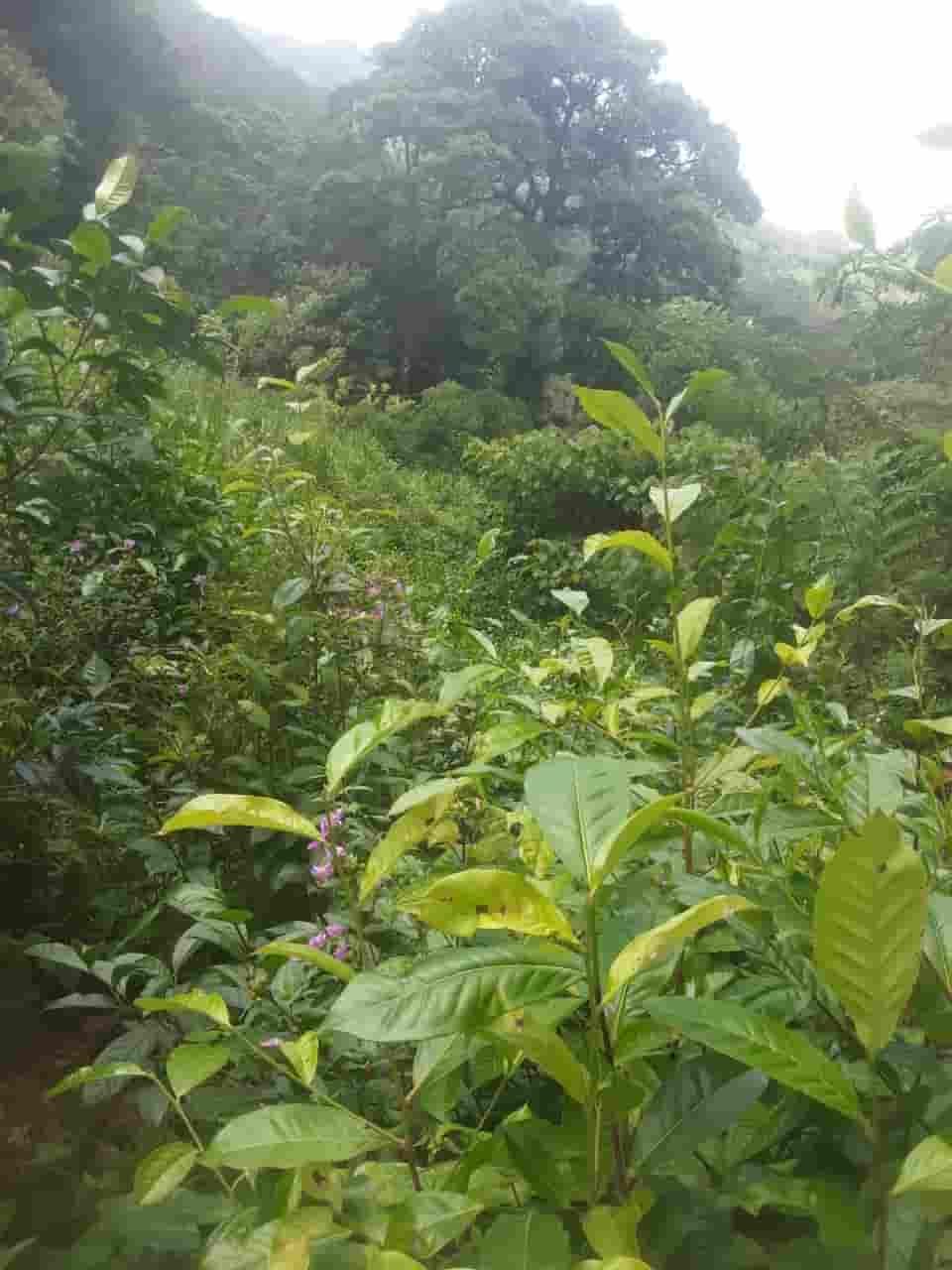 Ratnapura Tea estate for sale at fivestar.lk