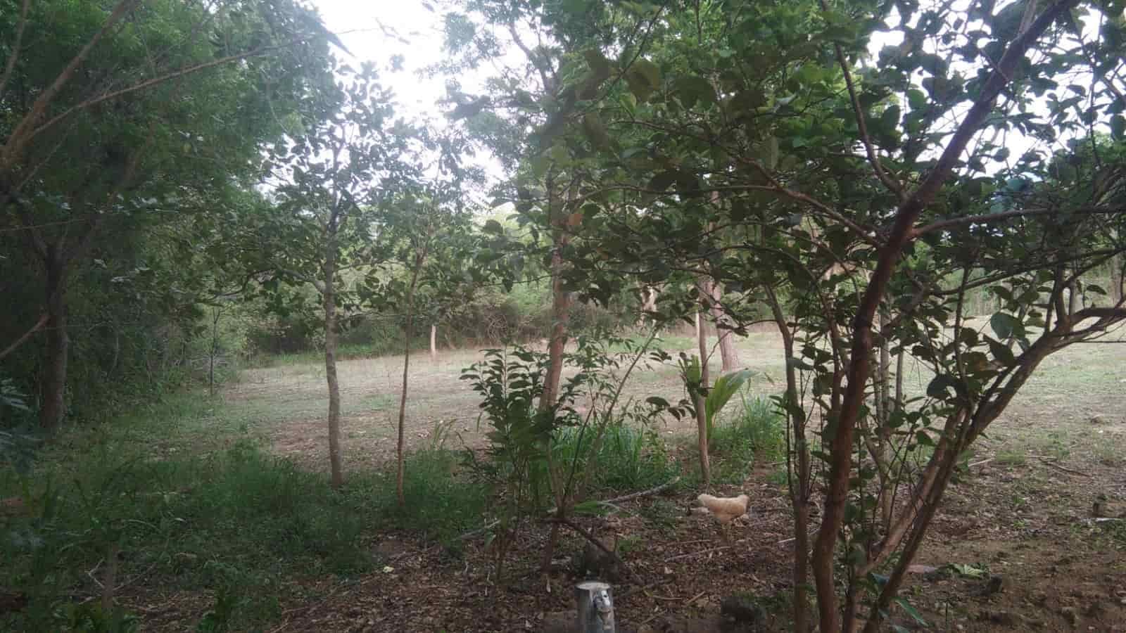 Thanamalwila Land for sale at fivestar.lk