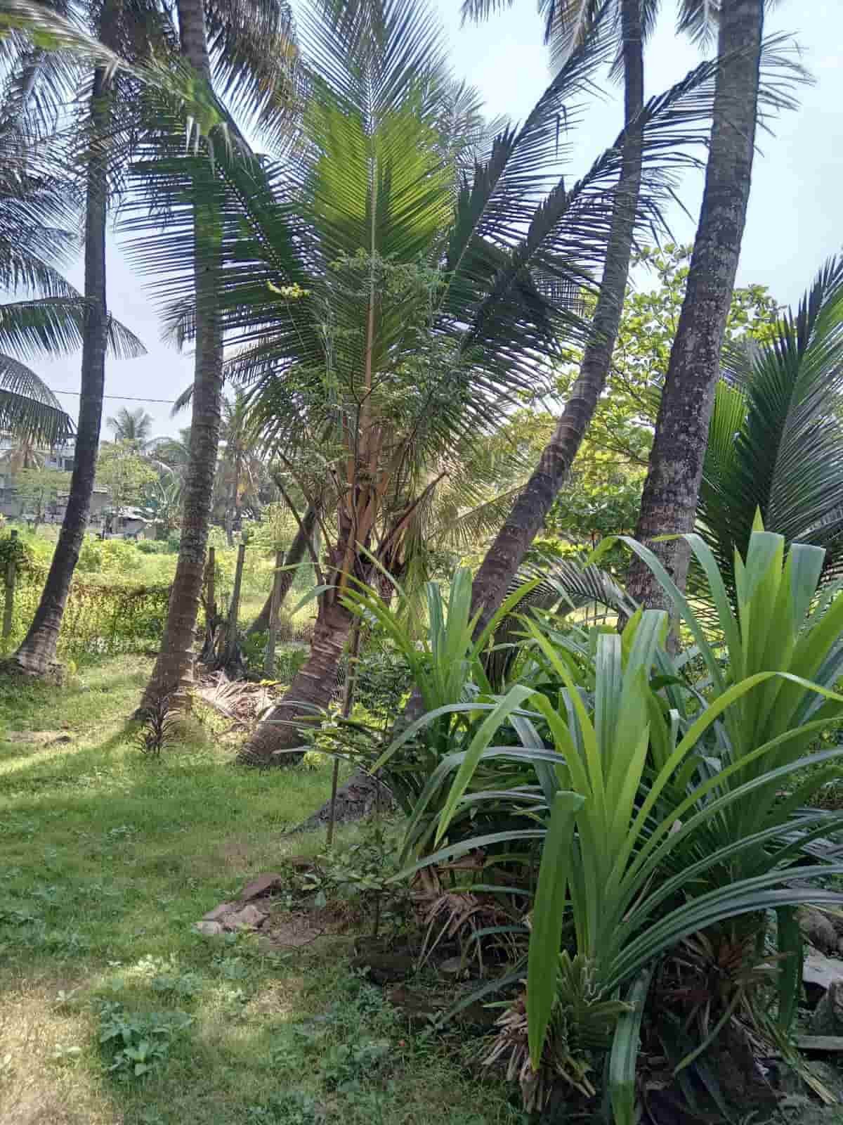 wellampitiya land with house for sale at fivestar.lk