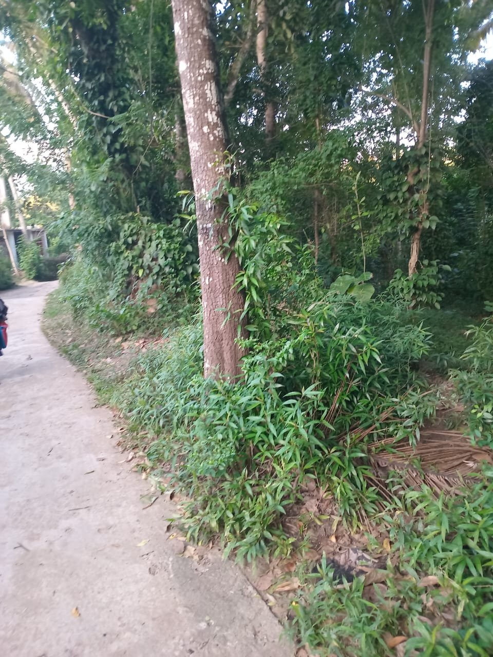 Land for Sale in Amunugama Kandy | මහනුවර අමුණුගම ඉඩමක් විකිණීමට - Image 2