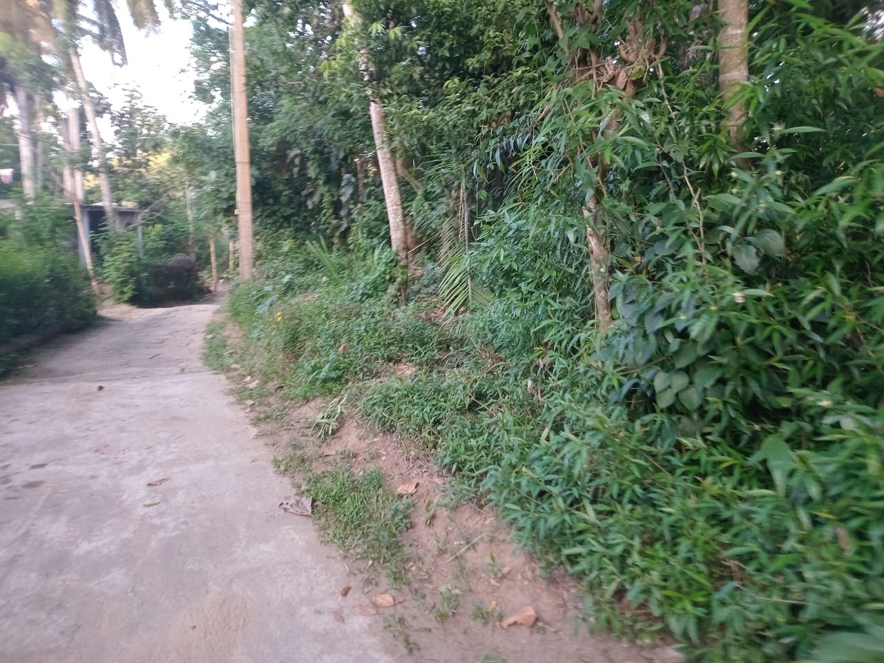 Land for Sale in Amunugama Kandy | මහනුවර අමුණුගම ඉඩමක් විකිණීමට - Image 3