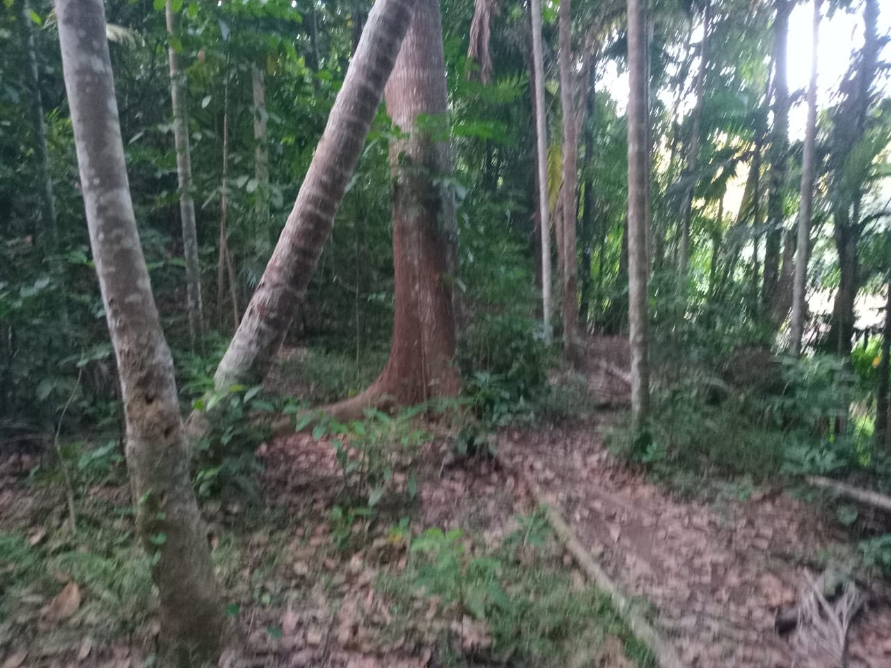 Land for Sale in Amunugama Kandy | මහනුවර අමුණුගම ඉඩමක් විකිණීමට - Image 4