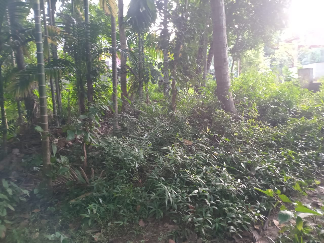 Land for Sale in Amunugama Kandy | මහනුවර අමුණුගම ඉඩමක් විකිණීමට - Image 5