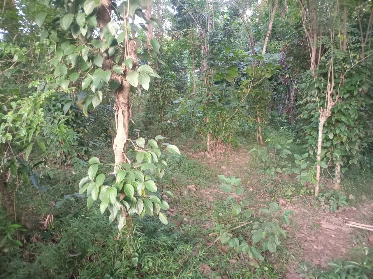 Land for Sale in Amunugama Kandy | මහනුවර අමුණුගම ඉඩමක් විකිණීමට - Image 6