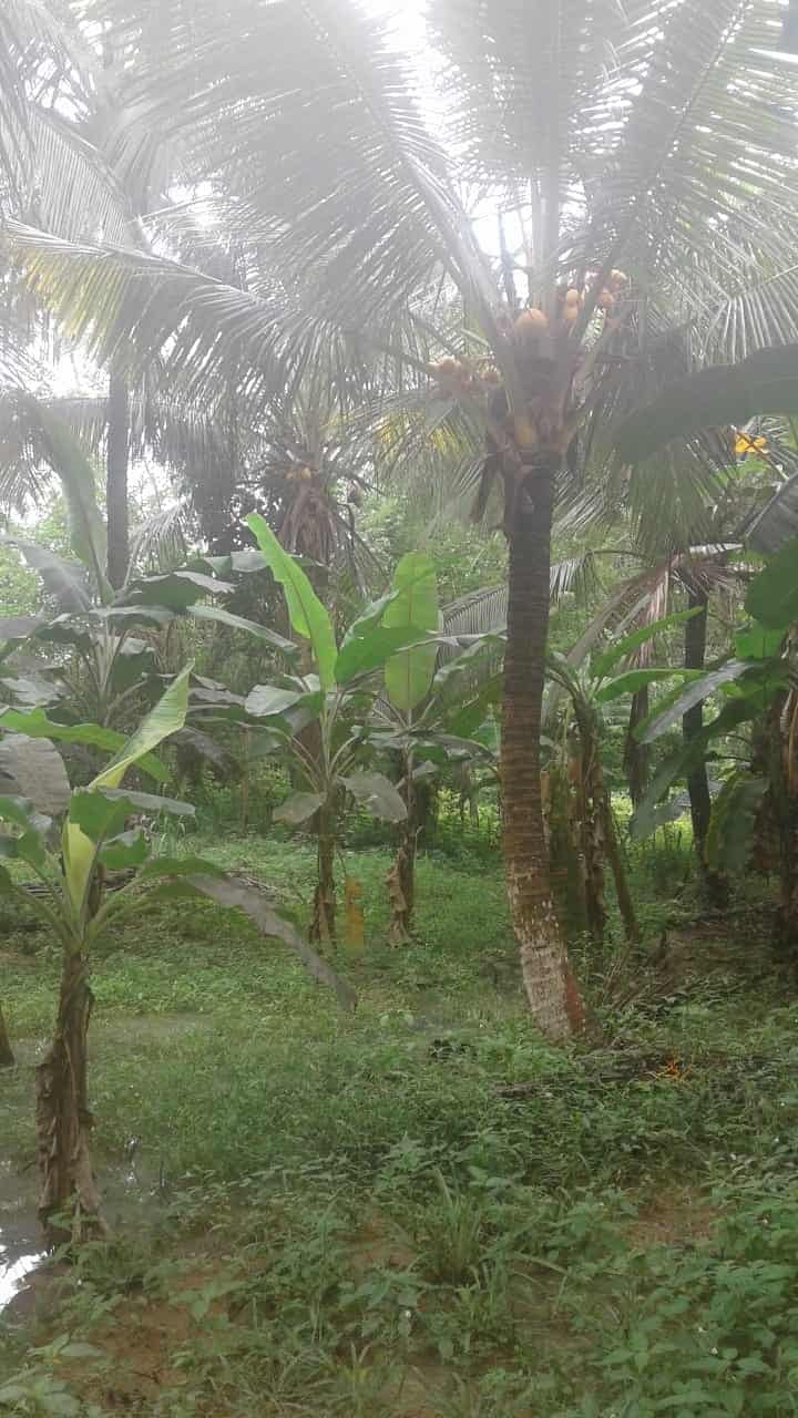 Kuliyapitiya Wewagama Coconut Land for sale at fivestar.lk