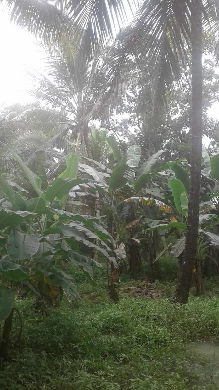Kuliyapitiya Wewagama Coconut Land for sale at fivestar.lk