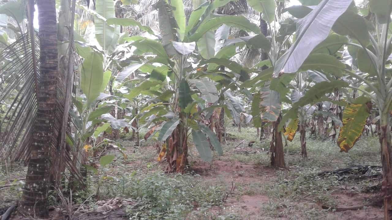 Kuliyapitiya Wewagama Coconut Land for sale at fivestar.lk