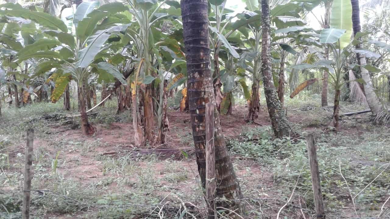 Kuliyapitiya Wewagama Coconut Land for sale at fivestar.lk