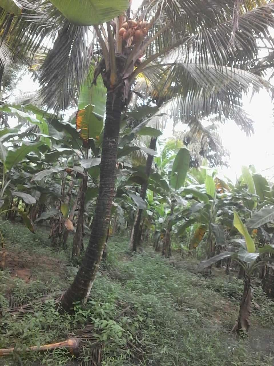 Kuliyapitiya Wewagama Coconut Land for sale at fivestar.lk