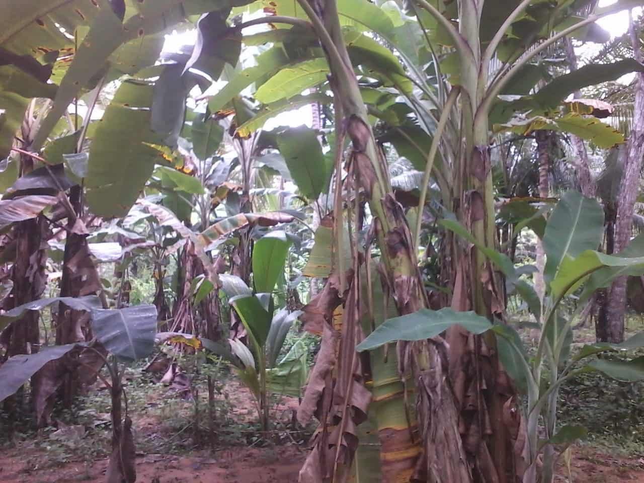 Kuliyapitiya Wewagama Coconut Land for sale at fivestar.lk