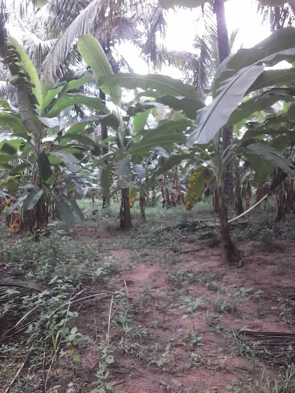 Kuliyapitiya Wewagama Coconut Land for sale at fivestar.lk