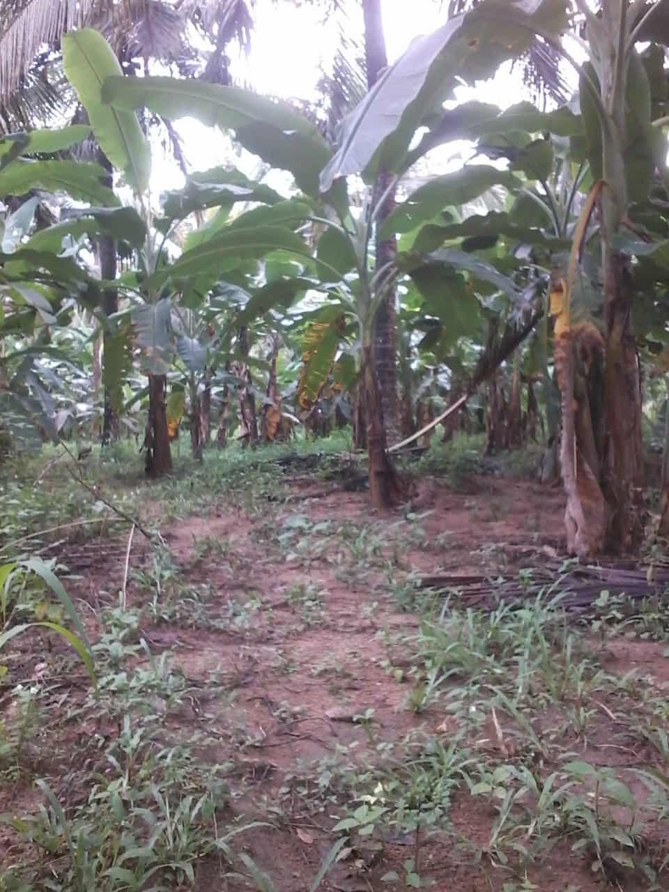 Kuliyapitiya Wewagama Coconut Land for sale at fivestar.lk