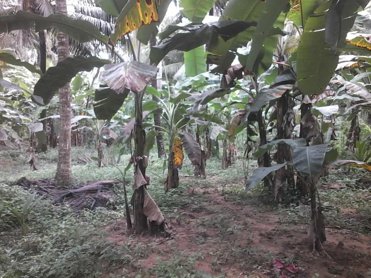 Kuliyapitiya Wewagama Coconut Land for sale at fivestar.lk