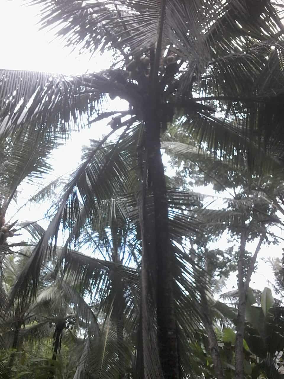 Kuliyapitiya Wewagama Coconut Land for sale at fivestar.lk