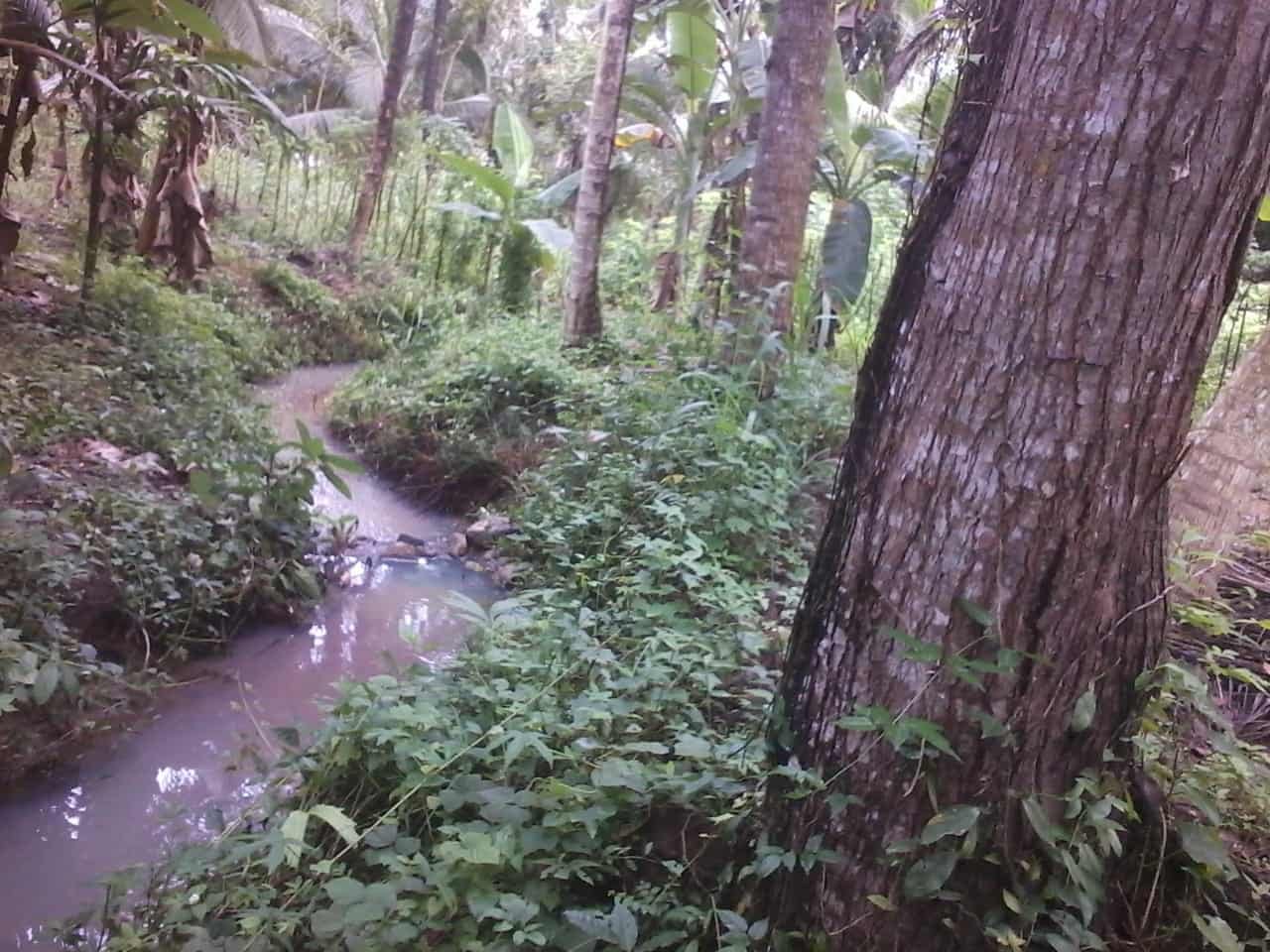 Kuliyapitiya Wewagama Coconut Land for sale at fivestar.lk