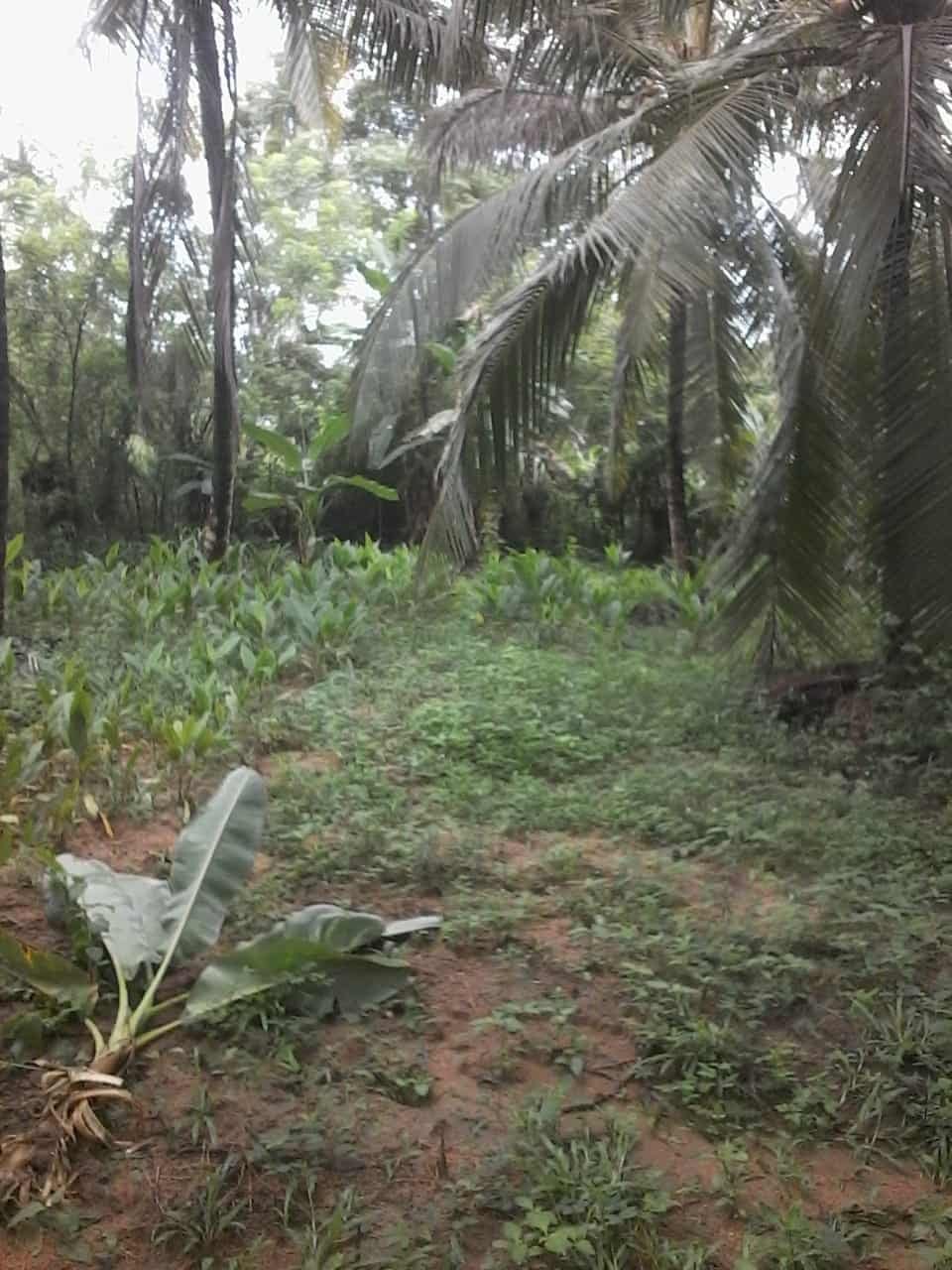 Kuliyapitiya Wewagama Coconut Land for sale at fivestar.lk