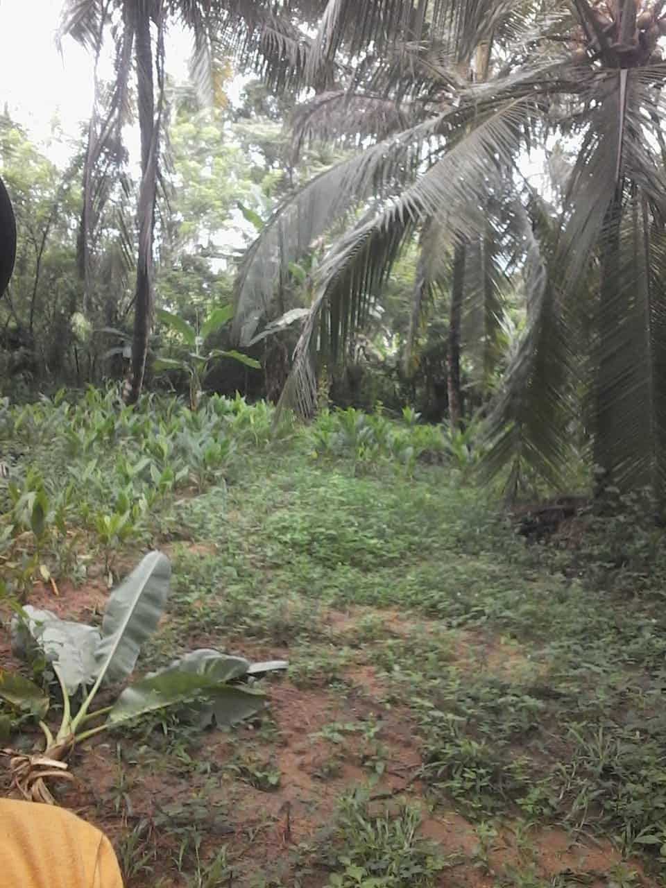 Kuliyapitiya Wewagama Coconut Land for sale at fivestar.lk