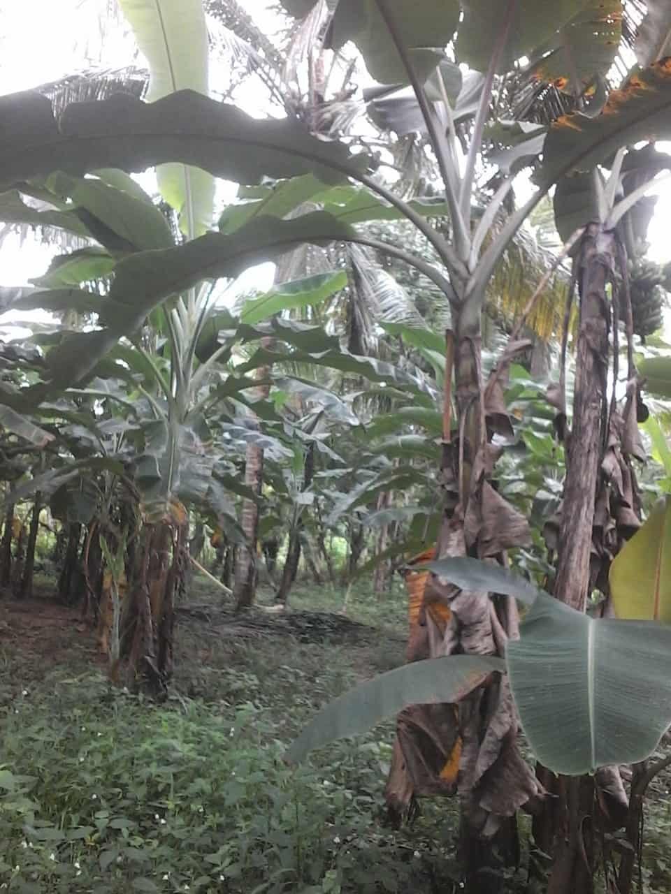 Kuliyapitiya Wewagama Coconut Land for sale at fivestar.lk