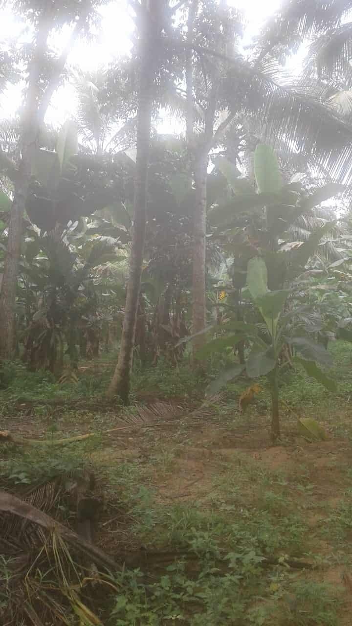 Kuliyapitiya Wewagama Coconut Land for sale at fivestar.lk