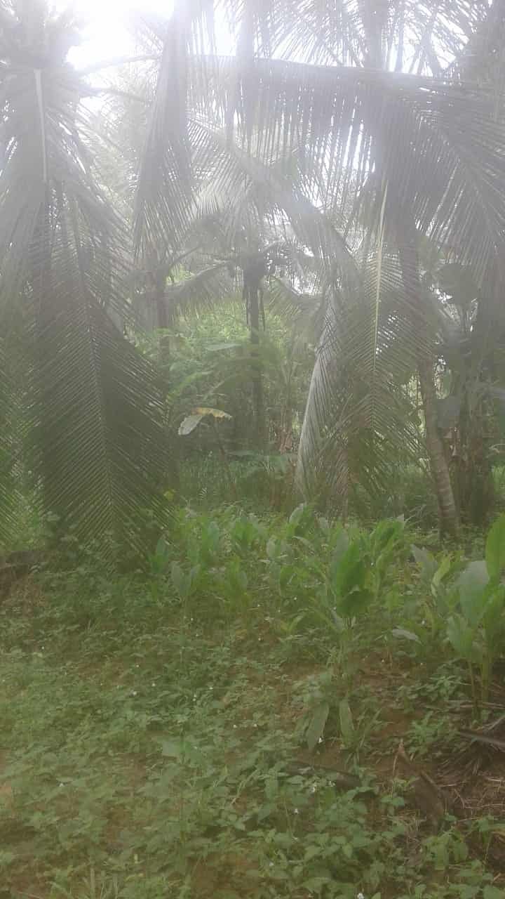 Kuliyapitiya Wewagama Coconut Land for sale at fivestar.lk