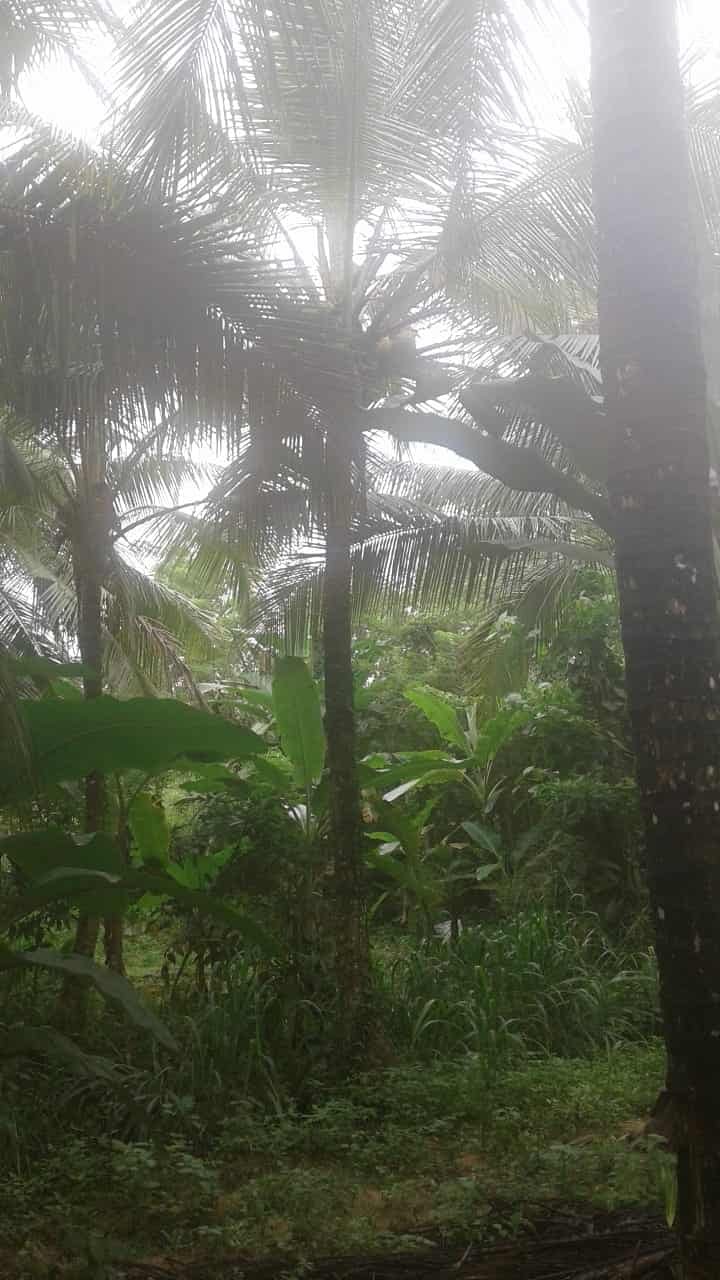 Kuliyapitiya Wewagama Coconut Land for sale at fivestar.lk