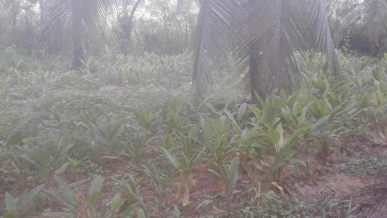Kuliyapitiya Wewagama Coconut Land for sale at fivestar.lk