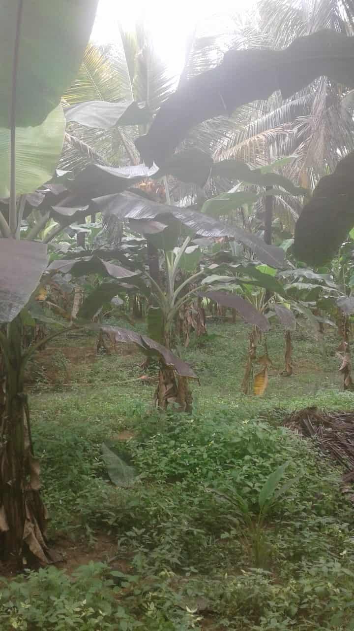 Kuliyapitiya Wewagama Coconut Land for sale at fivestar.lk