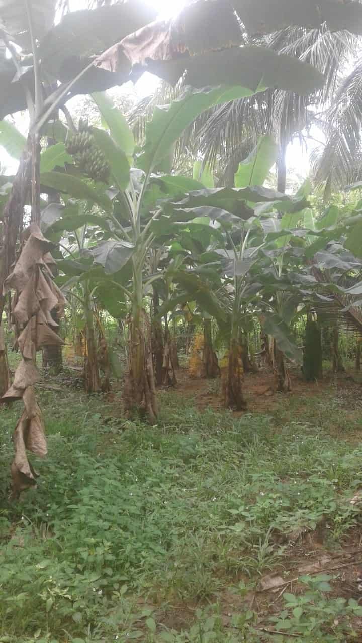 Kuliyapitiya Wewagama Coconut Land for sale at fivestar.lk