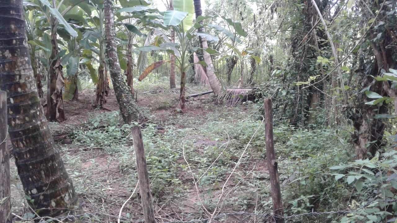 Kuliyapitiya Wewagama Coconut Land for sale at fivestar.lk